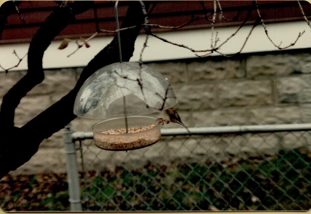 Elm Street Bird Feader