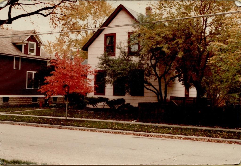 Elm Street Crimson King Maple-4