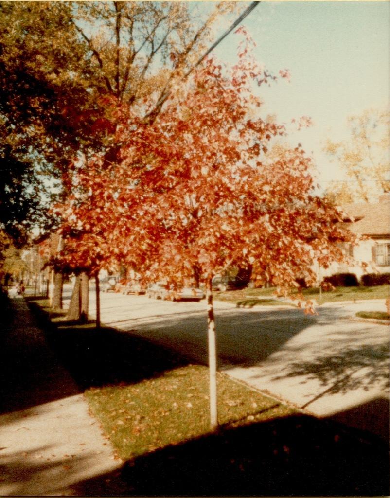 Elm Street Crimson King Maple