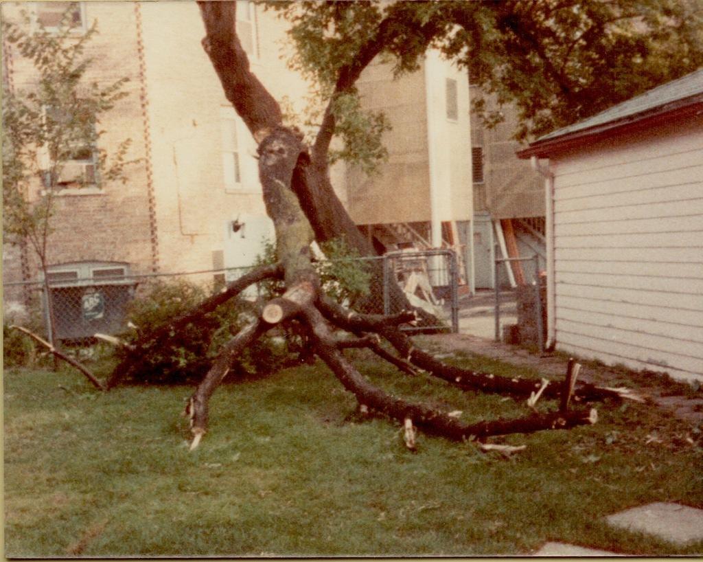 Tree House limb falls 1983