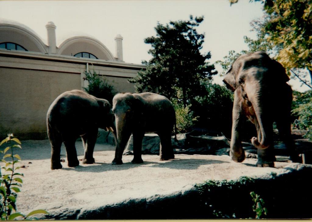 Zoo Cincinnati OH 1995-2