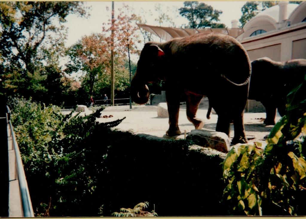 Zoo Cincinnati OH 1995