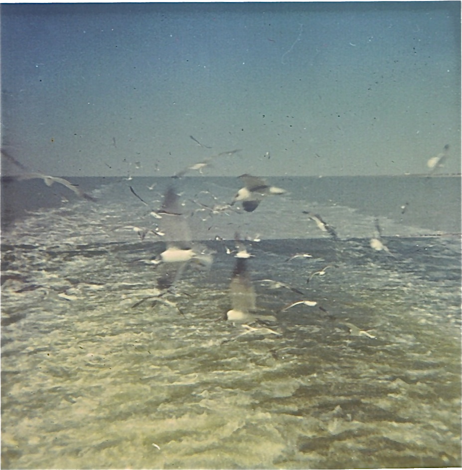 Gull trailing the Port Aransas Ferry Feb 1970