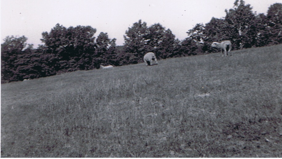 Creal Springs Farm 8/1950