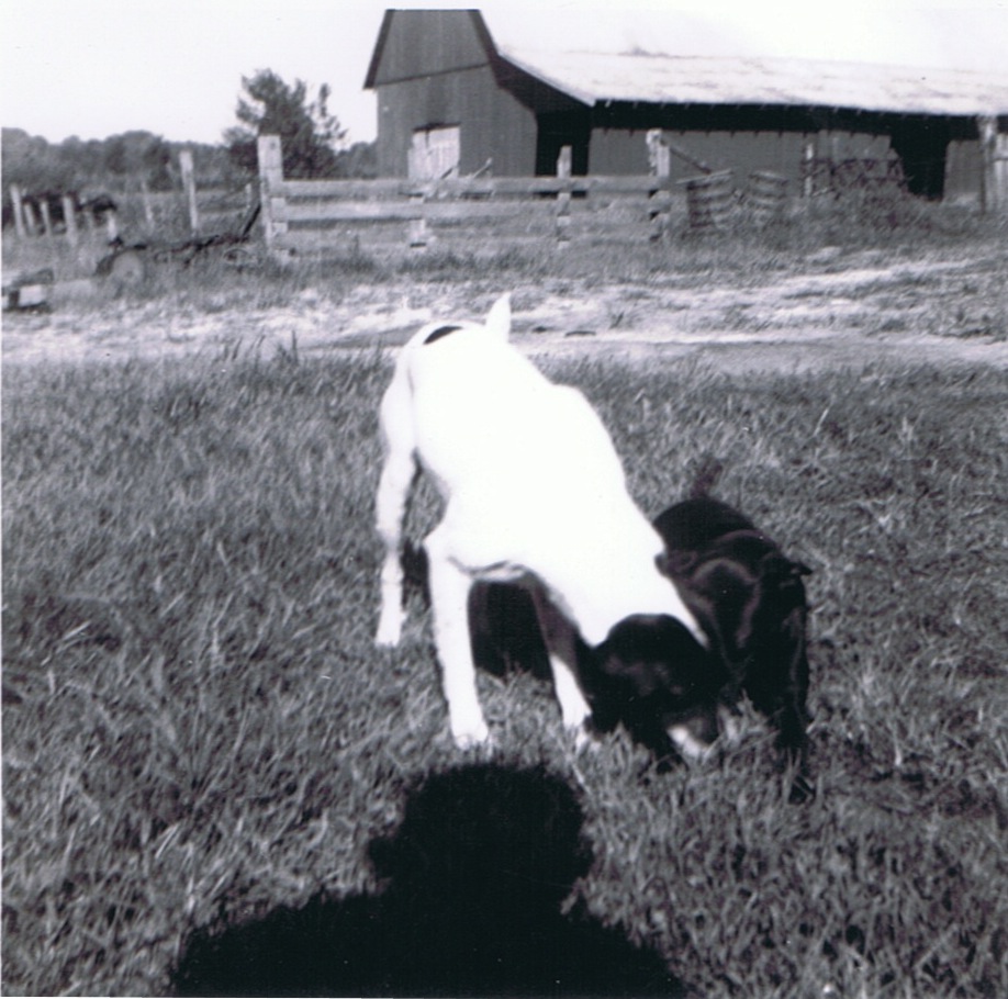 Creal Springs Farm 8/1950