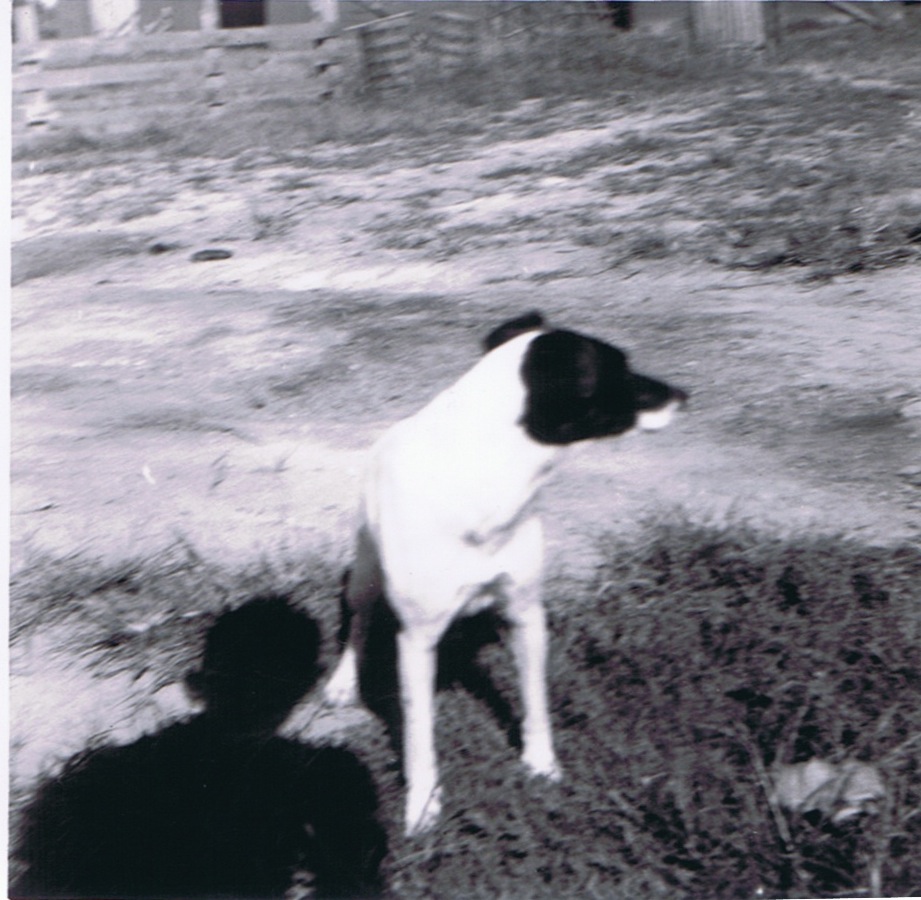 Creal Springs Farm 8/1950