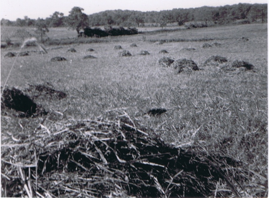 Creal Springs Farm 8/1950