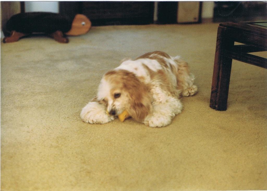 Steve & Joy Baxter's dog - Sissy