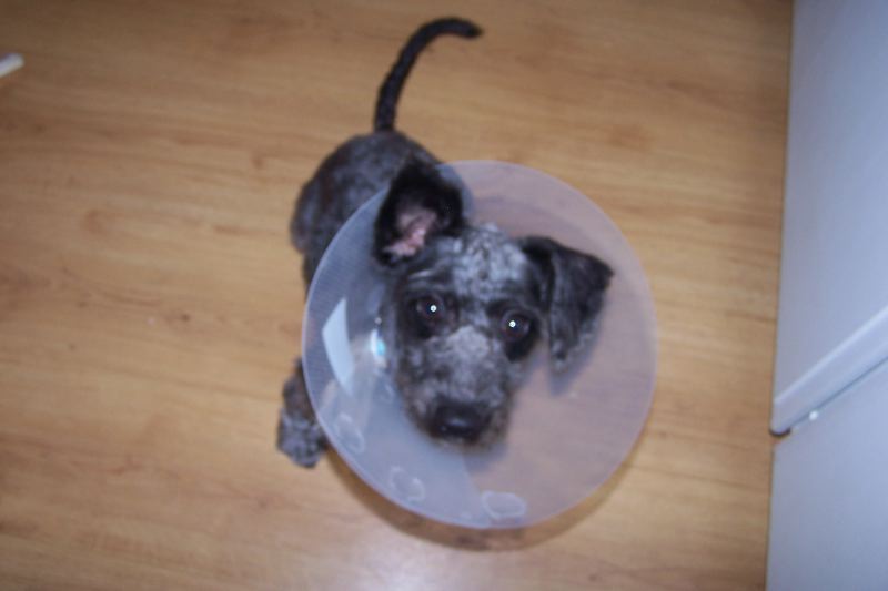 Not the cone of shame!