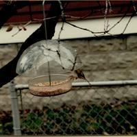 Elm Street Bird Feader