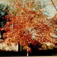 Elm Street Crimson King Maple-2