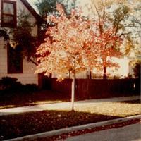 Elm Street Crimson King Maple-3