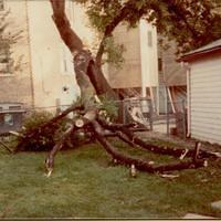 Tree House limb falls 1983