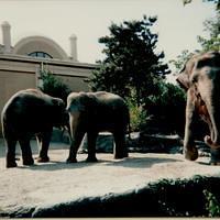 Zoo Cincinnati OH 1995-2