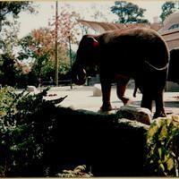 Zoo Cincinnati OH 1995