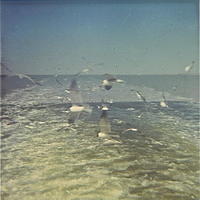 Gull trailing the Port Aransas Ferry Feb 1970